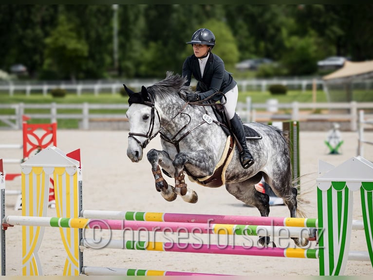 Classic Pony / Pony Classico Giumenta 12 Anni 175 cm Grigio in Region Prag