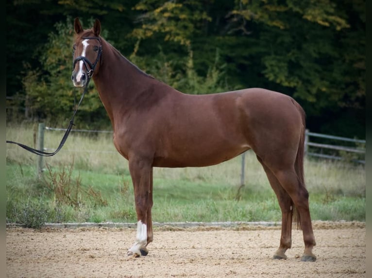 Classic Pony / Pony Classico Giumenta 13 Anni 173 cm Sauro in Celle