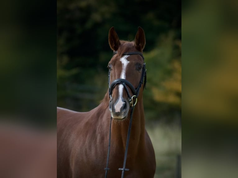 Classic Pony / Pony Classico Giumenta 13 Anni 173 cm Sauro in Celle