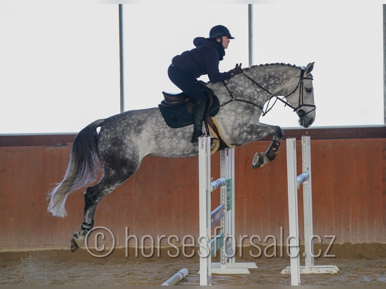 Classic Pony / Pony Classico Giumenta 14 Anni 175 cm Grigio in Region Prag