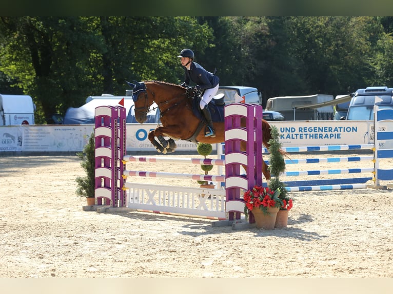 Classic Pony / Pony Classico Giumenta 15 Anni 168 cm Sauro in Kematen am Innbach