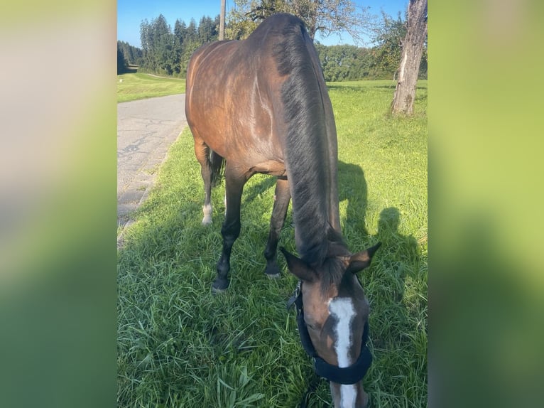 Classic Pony / Pony Classico Giumenta 16 Anni 177 cm Baio in Wangen im Allgäu