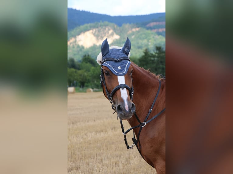 Classic Pony / Pony Classico Mix Giumenta 18 Anni 161 cm Sauro in Heidelberg