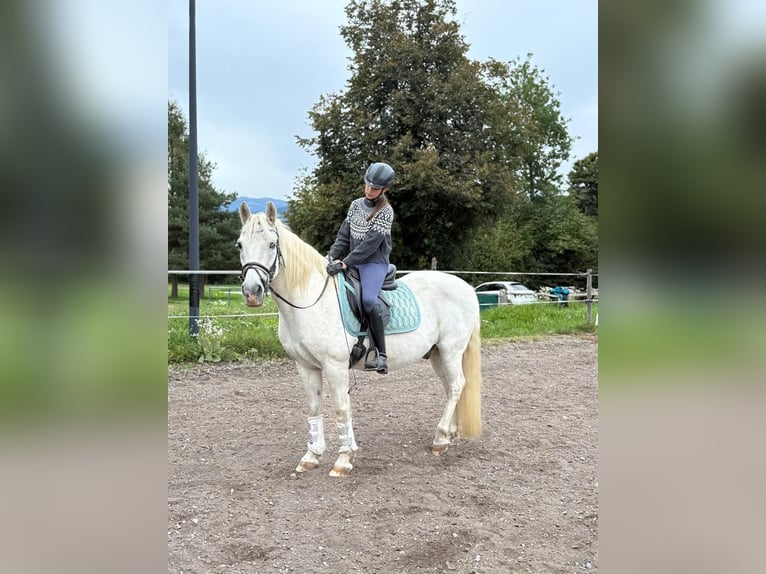 Classic Pony / Pony Classico Giumenta 18 Anni 163 cm Baio scuro in Paternion