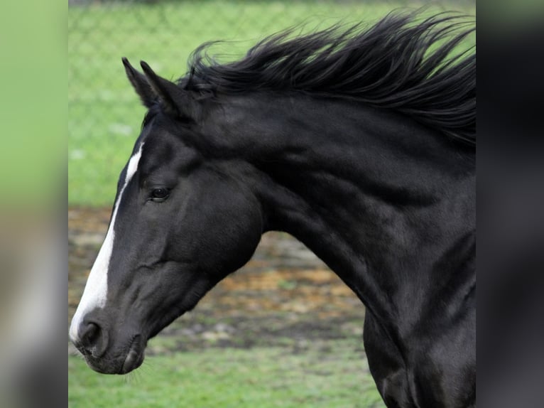 Classic Pony / Pony Classico Giumenta 19 Anni 160 cm Morello in Afritz