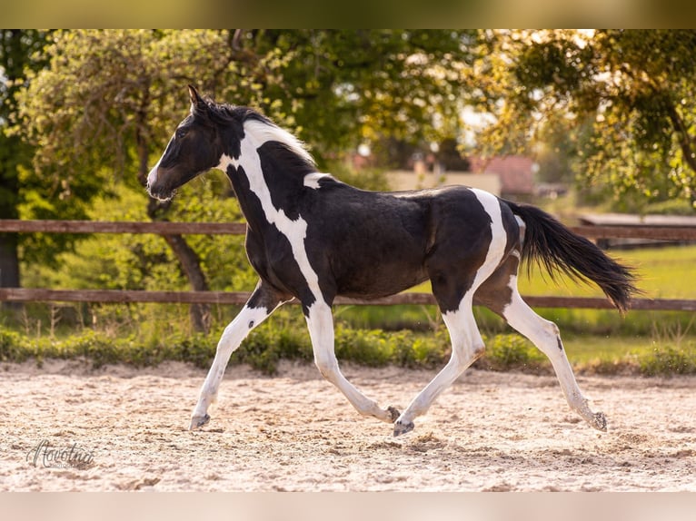 Classic Pony / Pony Classico Giumenta 1 Anno 150 cm Tovero-tutti i colori in Sveradice
