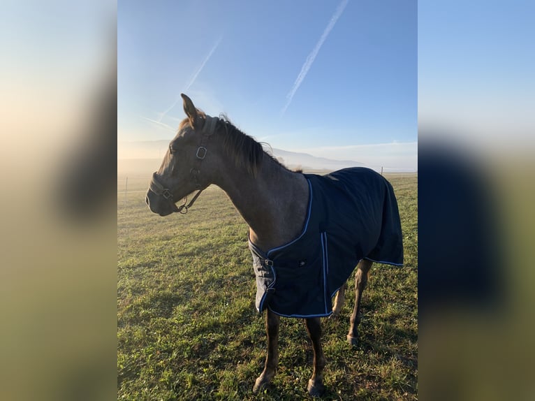 Classic Pony / Pony Classico Giumenta 3 Anni 165 cm Grigio rossastro in Prešov