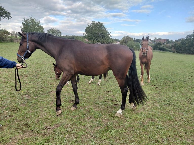 Classic Pony / Pony Classico Giumenta 3 Anni 169 cm in Prague