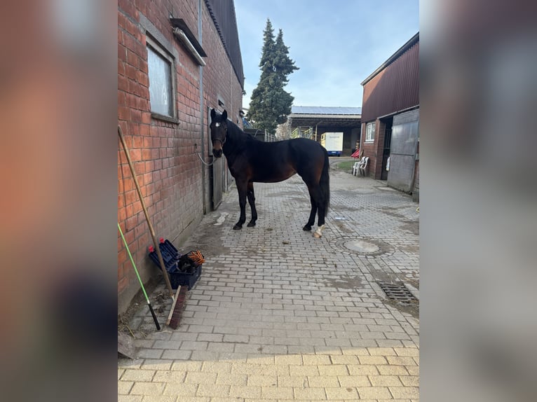 Classic Pony / Pony Classico Giumenta 4 Anni 164 cm Baio scuro in RheinbergRheinberg