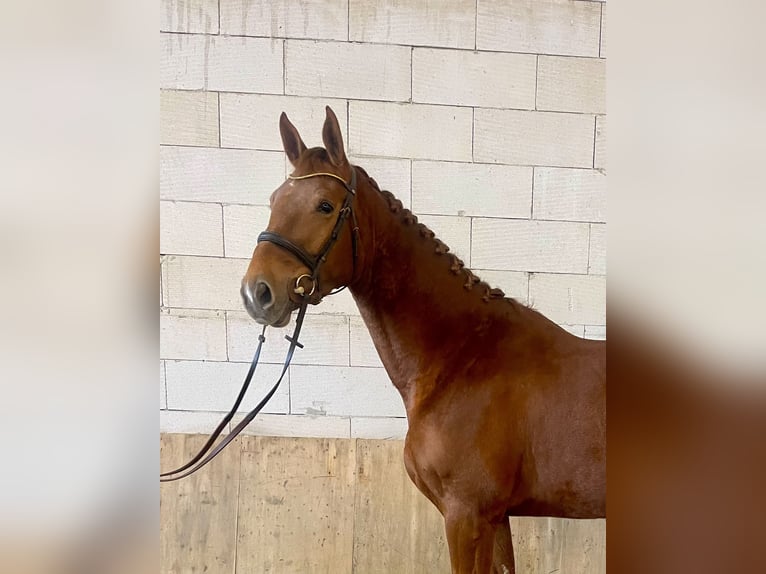 Classic Pony / Pony Classico Giumenta 4 Anni 170 cm Sauro scuro in Czech Republic