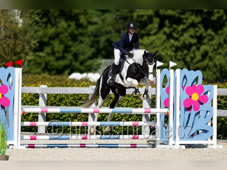 Classic Pony / Pony Classico Giumenta 4 Anni 171 cm Pezzato in Beroun