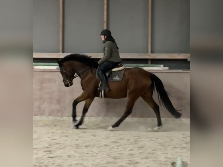 Classic Pony / Pony Classico Giumenta 5 Anni 165 cm Baio ciliegia in Malšice