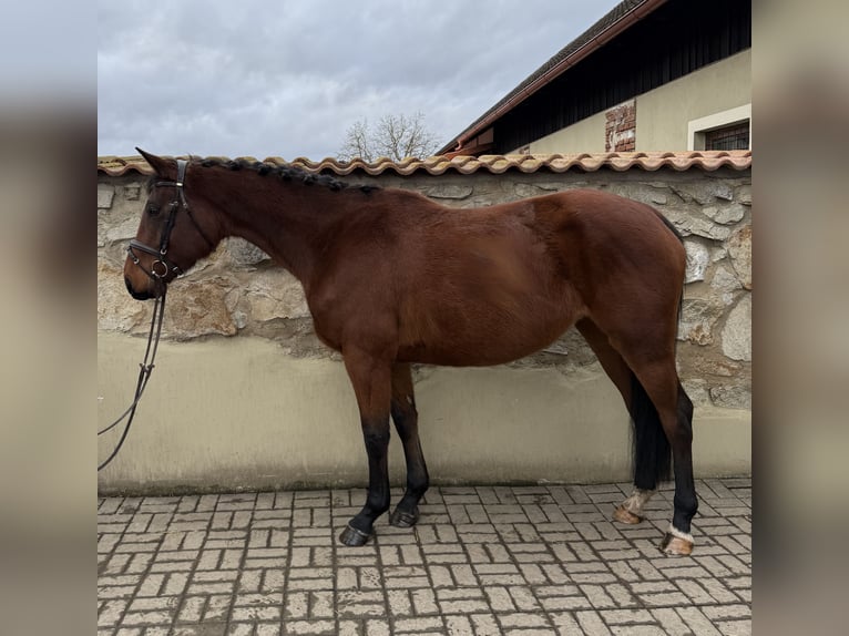 Classic Pony / Pony Classico Giumenta 5 Anni 165 cm Baio ciliegia in Malšice
