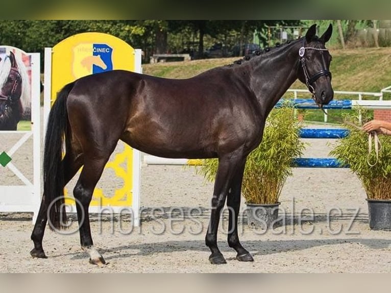 Classic Pony / Pony Classico Giumenta 5 Anni 165 cm Baio nero in Mlada Boleslav