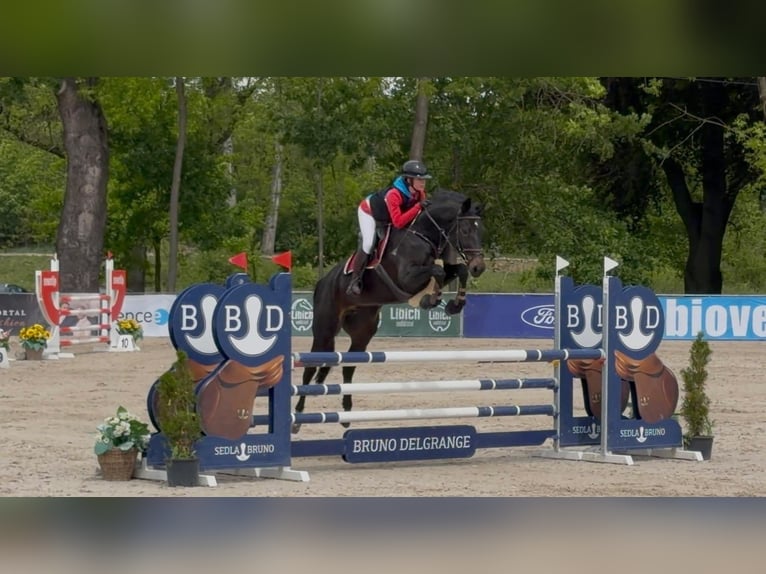 Classic Pony / Pony Classico Giumenta 5 Anni 165 cm Baio scuro in Strážiště