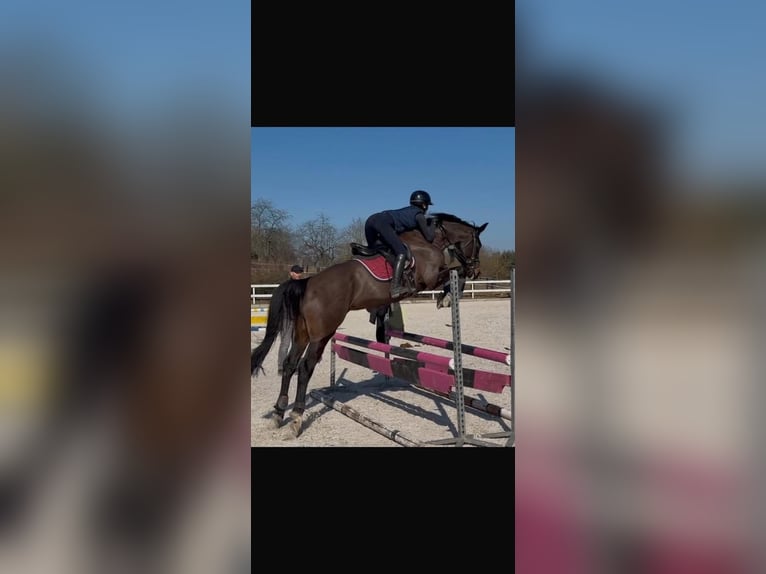 Classic Pony / Pony Classico Giumenta 5 Anni 165 cm Baio scuro in Strážiště