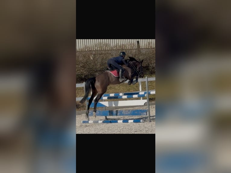 Classic Pony / Pony Classico Giumenta 5 Anni 165 cm Baio scuro in Strážiště