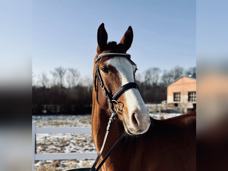 Classic Pony / Pony Classico Giumenta 5 Anni 166 cm Baio ciliegia in Prague