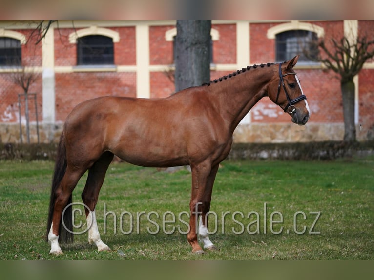 Classic Pony / Pony Classico Giumenta 5 Anni 169 cm Sauro in Tyn nad Vltavou