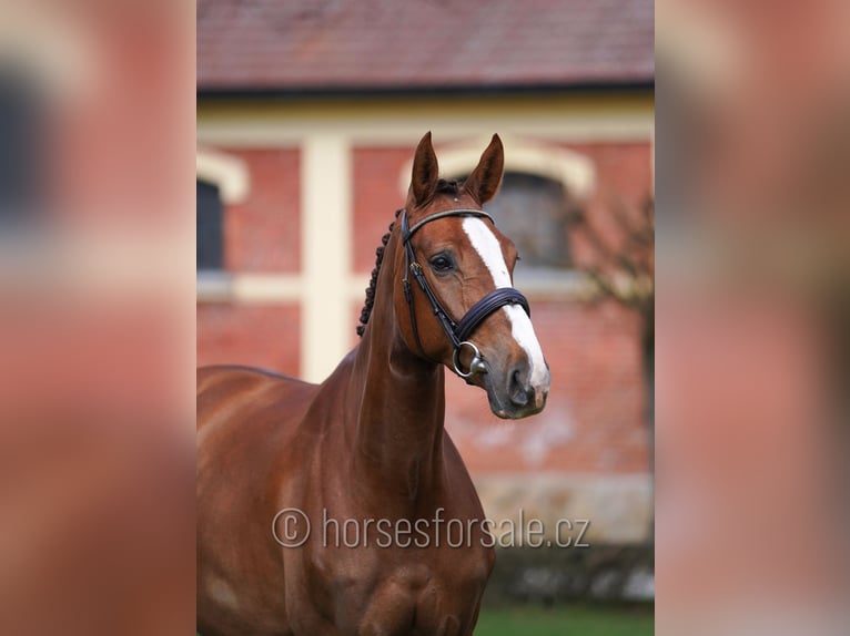 Classic Pony / Pony Classico Giumenta 5 Anni 169 cm Sauro in Tyn nad Vltavou