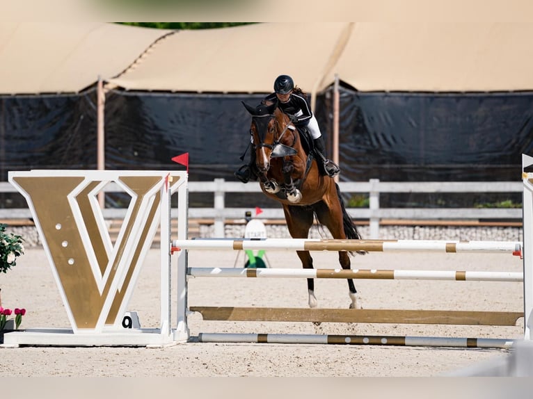 Classic Pony / Pony Classico Giumenta 5 Anni 175 cm Baio in Sobeslav