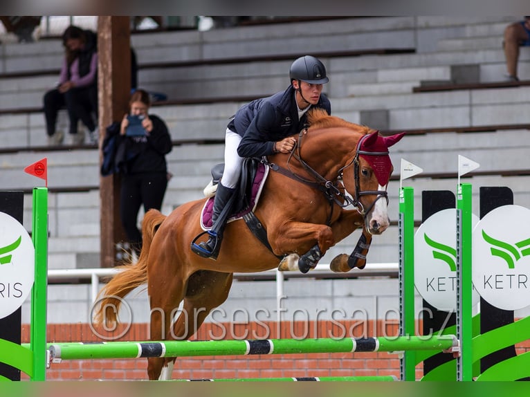 Classic Pony / Pony Classico Giumenta 6 Anni 163 cm Sauro in Tyn nad Vltavou