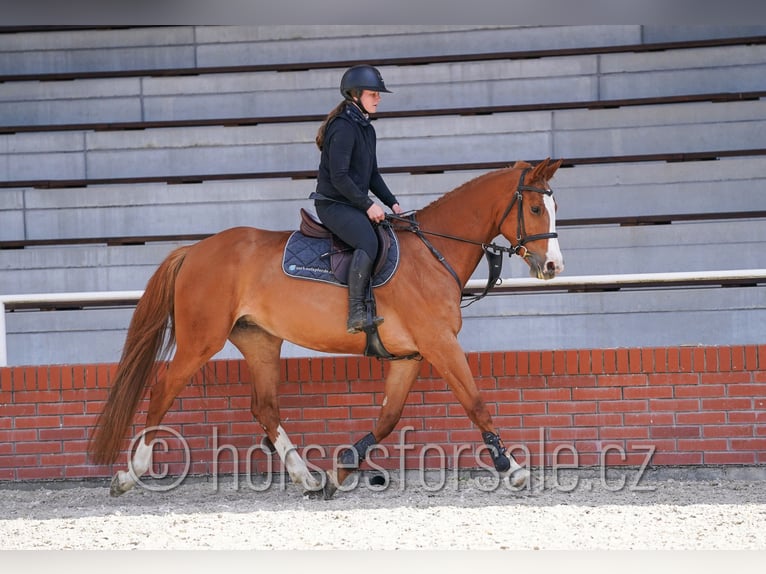 Classic Pony / Pony Classico Giumenta 6 Anni 163 cm Sauro in Tyn nad Vltavou