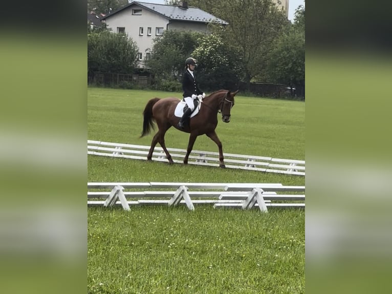 Classic Pony / Pony Classico Giumenta 6 Anni 163 cm Sauro scuro in Nový jičín