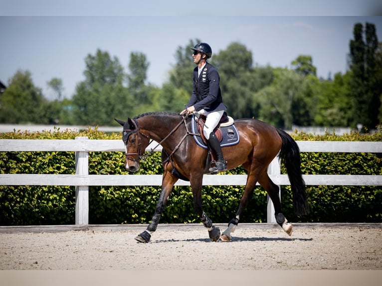Classic Pony / Pony Classico Giumenta 6 Anni 167 cm Baio in Vitry-sur-Seine