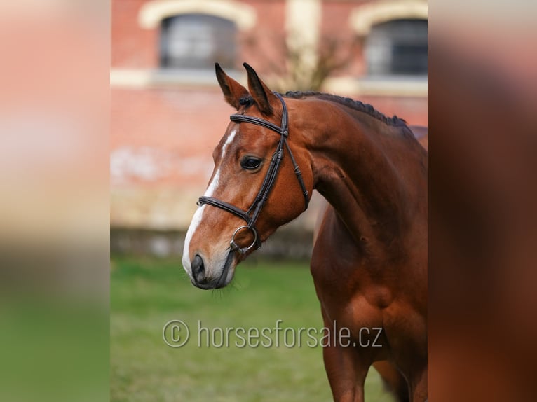 Classic Pony / Pony Classico Giumenta 6 Anni 172 cm Baio in Ceske Budejovice