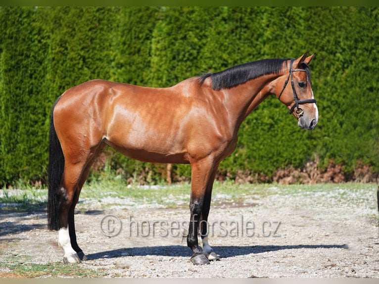 Classic Pony / Pony Classico Giumenta 6 Anni 172 cm Baio in Ceske Budejovice