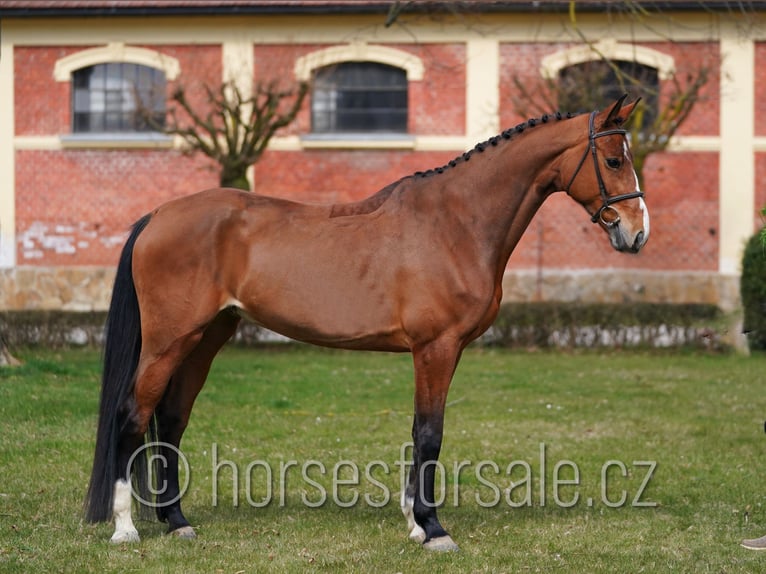 Classic Pony / Pony Classico Giumenta 6 Anni 172 cm Baio in Ceske Budejovice