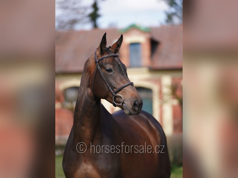 Classic Pony / Pony Classico Giumenta 6 Anni 172 cm Baio scuro in Tyn nad Vltavou