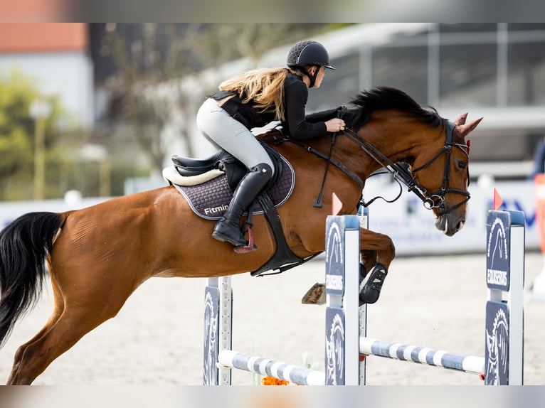 Classic Pony / Pony Classico Giumenta 7 Anni 173 cm Baio in Židovice