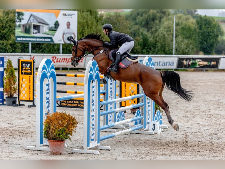 Classic Pony / Pony Classico Giumenta 7 Anni 173 cm Baio in Židovice