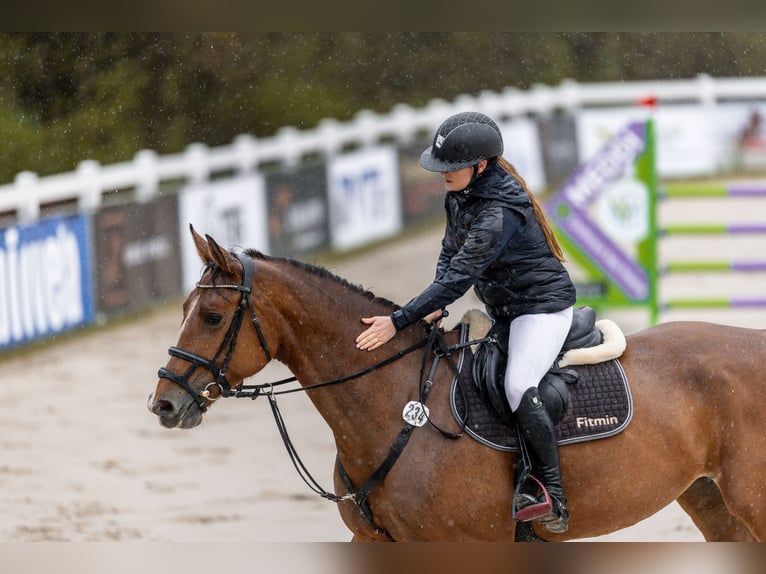 Classic Pony / Pony Classico Giumenta 7 Anni 173 cm Baio in Židovice