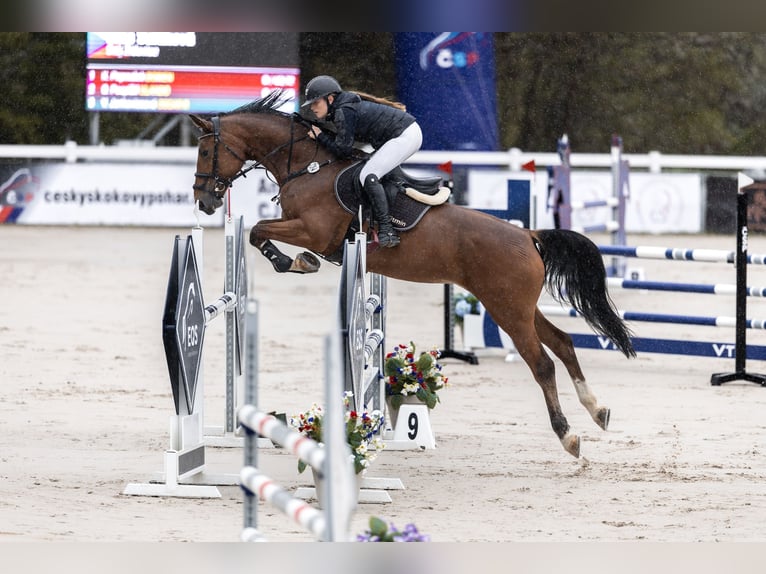 Classic Pony / Pony Classico Giumenta 7 Anni 173 cm Baio in Židovice