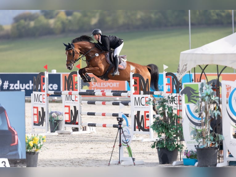 Classic Pony / Pony Classico Giumenta 7 Anni 173 cm Baio in Židovice