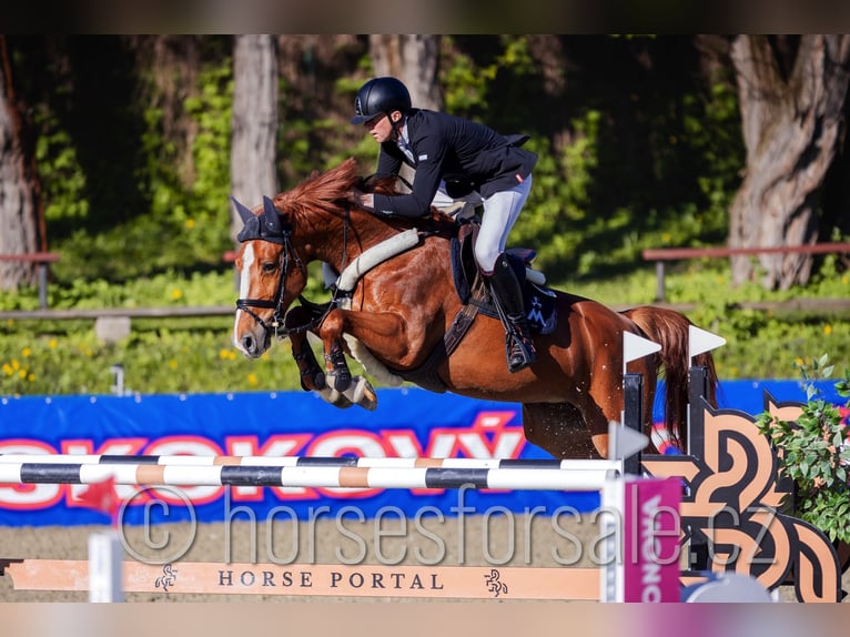 Classic Pony / Pony Classico Giumenta 8 Anni 168 cm Sauro in Ceske Budejovice