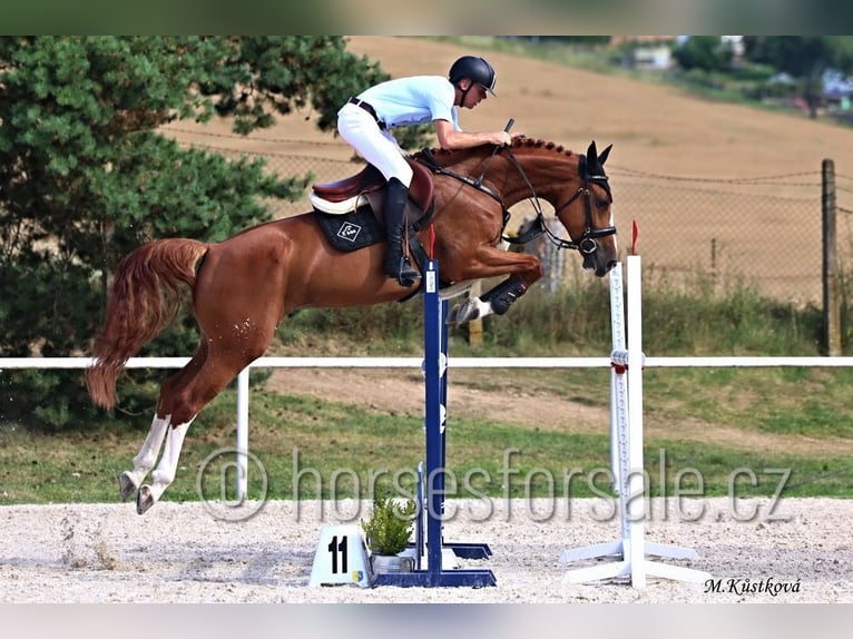 Classic Pony / Pony Classico Giumenta 8 Anni 168 cm Sauro in Ceske Budejovice