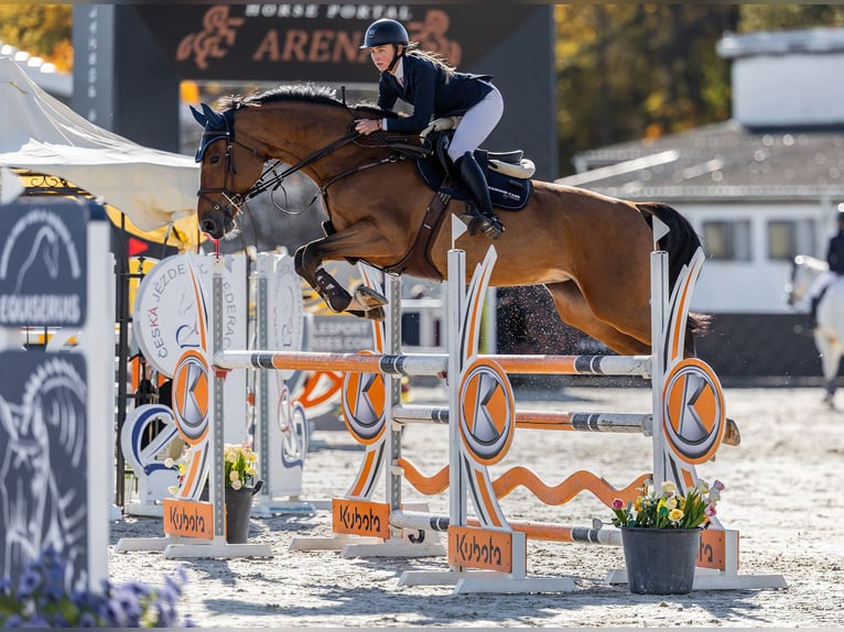 Classic Pony / Pony Classico Giumenta 8 Anni 173 cm Baio in Časlav, Czech Republic