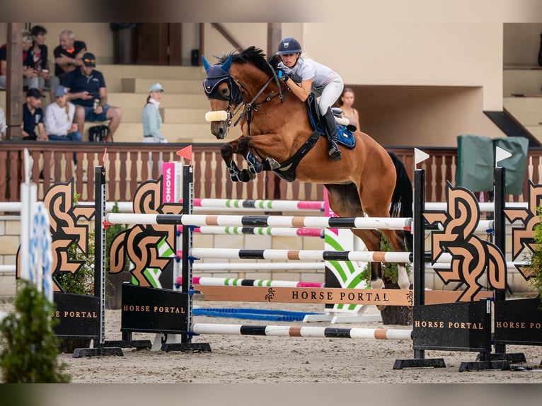 Classic Pony / Pony Classico Giumenta 9 Anni 172 cm Baio ciliegia in Prague