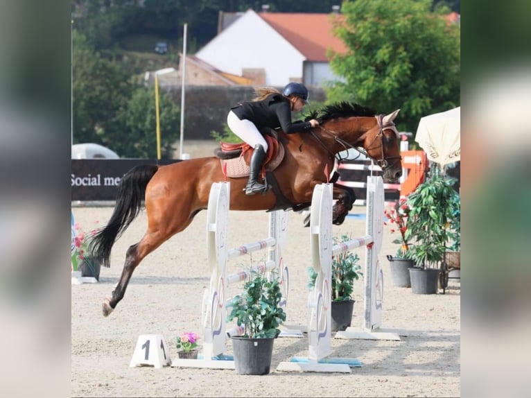 Classic Pony / Pony Classico Giumenta 9 Anni 173 cm Baio in 28601