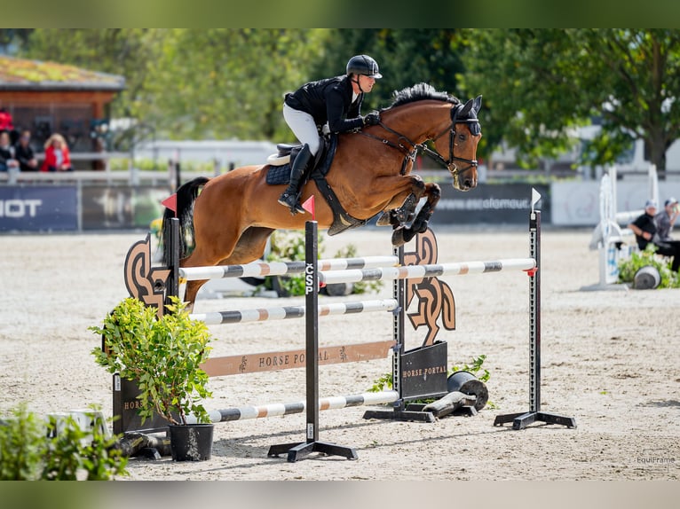 Classic Pony / Pony Classico Giumenta 9 Anni 175 cm Baio ciliegia in Jicin, Czech Republic