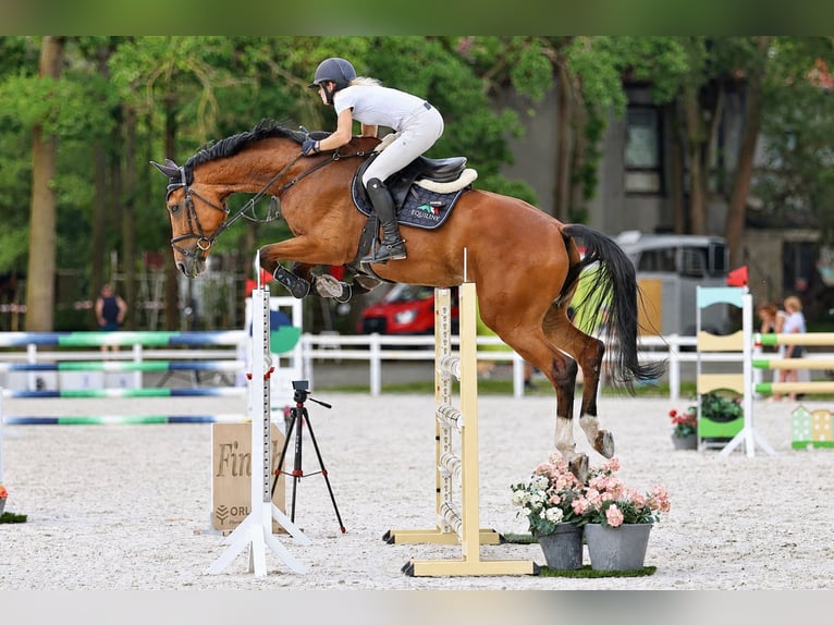Classic Pony / Pony Classico Giumenta 9 Anni 175 cm Baio ciliegia in Jicin, Czech Republic