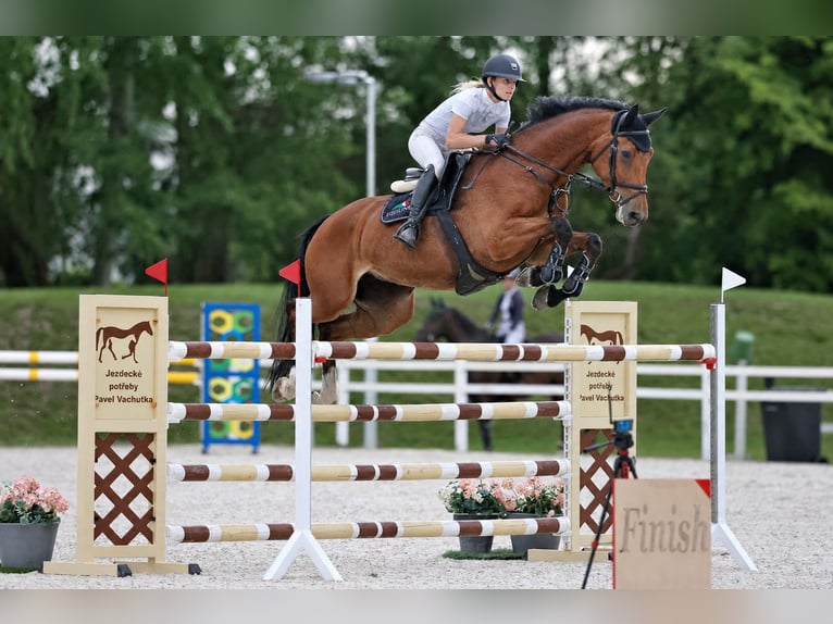 Classic Pony / Pony Classico Giumenta 9 Anni 175 cm Baio ciliegia in Jicin, Czech Republic