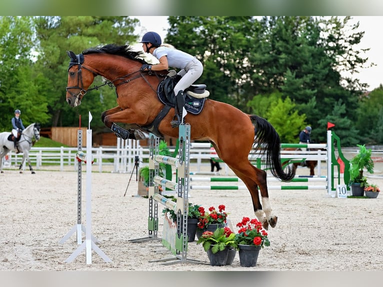 Classic Pony / Pony Classico Giumenta 9 Anni 175 cm Baio ciliegia in Jicin, Czech Republic