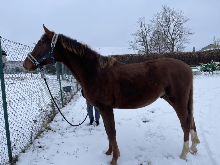 Classic Pony / Pony Classico Stallone 2 Anni Sauro scuro in Miles City