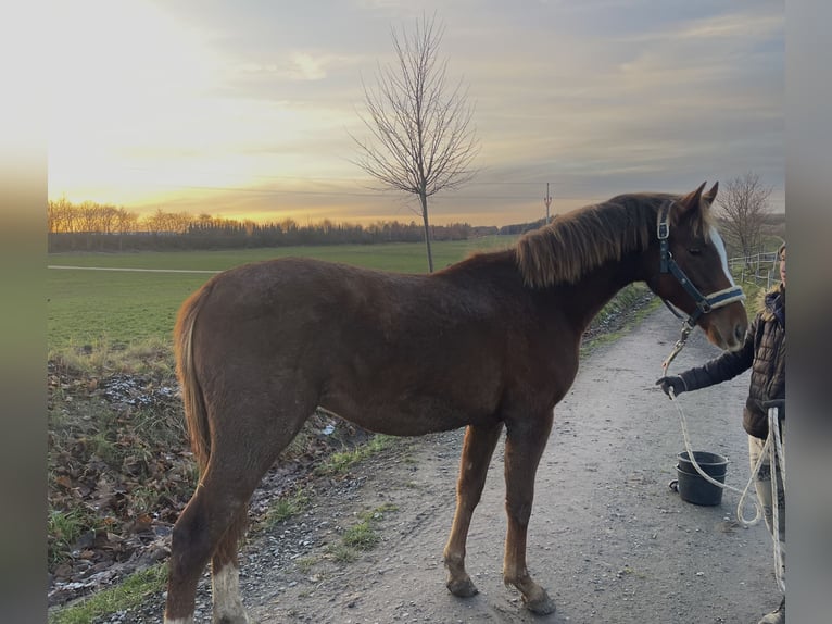 Classic Pony / Pony Classico Stallone 2 Anni Sauro scuro in Miles City