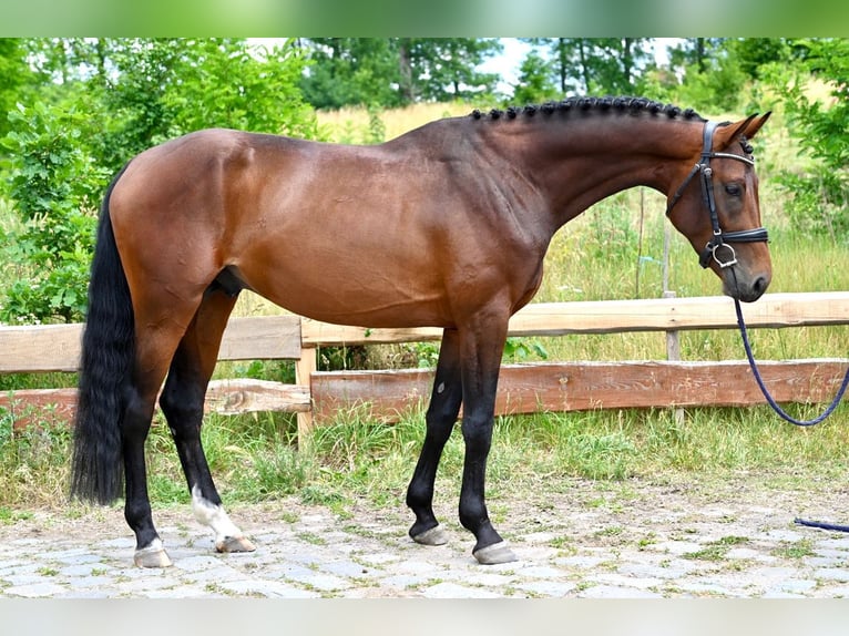 Classic Pony / Pony Classico Stallone 4 Anni 166 cm Baio in Brno